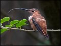 _8SB8518 rufous hummingbird